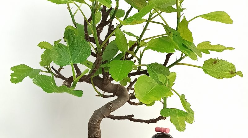bonsai per esterni a domicilio