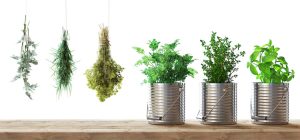 piante per profumare ambienti